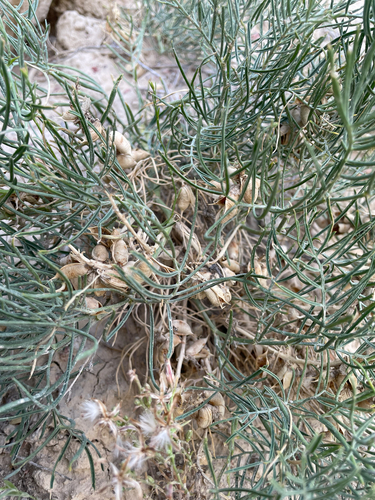 Narrowleaf Milkvetch (Astragalus pectinatus)