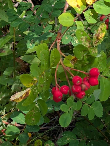 Western mountain ash (Sorbus sitchensis)