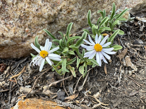 Rockslide Fleabane (Erigeron leiomerus)