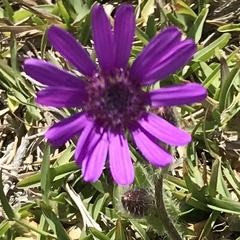Asteraceae