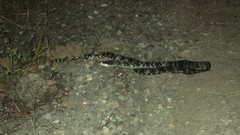 Boiga cynodon