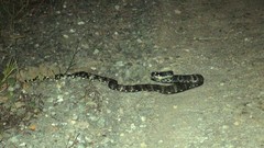 Boiga cynodon