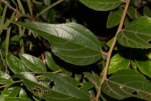 Celtis biondii iNat (2)
