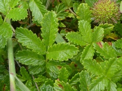 Acaena pallida