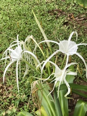 Hymenocallis