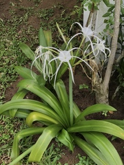 Hymenocallis