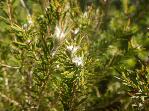 Melaleuca capitata, photograph 3