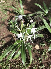 Hymenocallis
