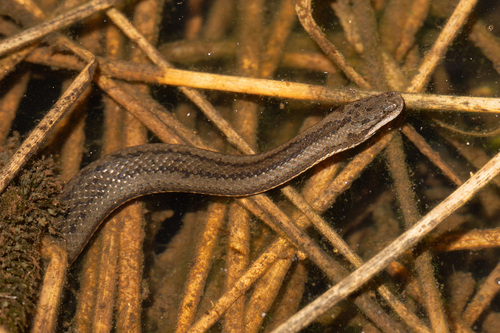 Macleay's Water Snake sighting