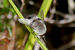 Meomyia