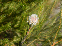 Melaleuca capitata, photograph (c) Bryce Watts-Parker, some rights reserved (CC BY)
