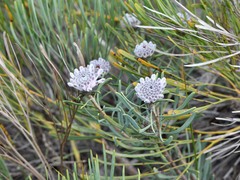 Petrophile linearis