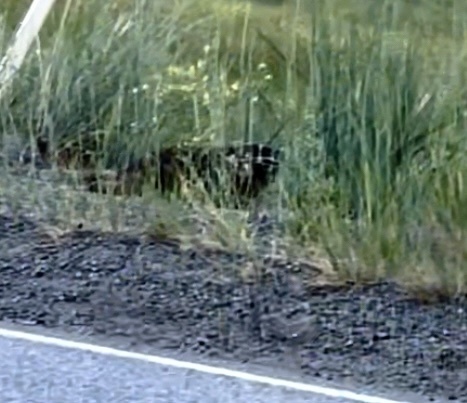 Northwestern American Badger