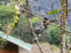 Zosterops borbonicus