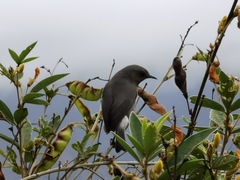 Zosterops borbonicus