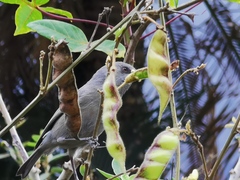 Zosterops borbonicus