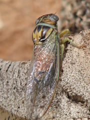 Diceroprocta delicata