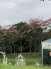 Ceiba speciosa