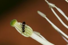 Technomyrmex pallipes