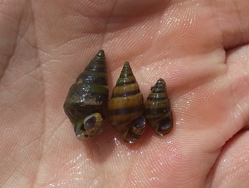 Pleurocera gradata observed 2025-08-17