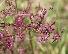 Fumaria muralis muralis