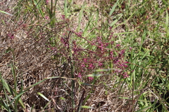 Fumaria muralis muralis