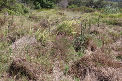 Fumaria muralis muralis