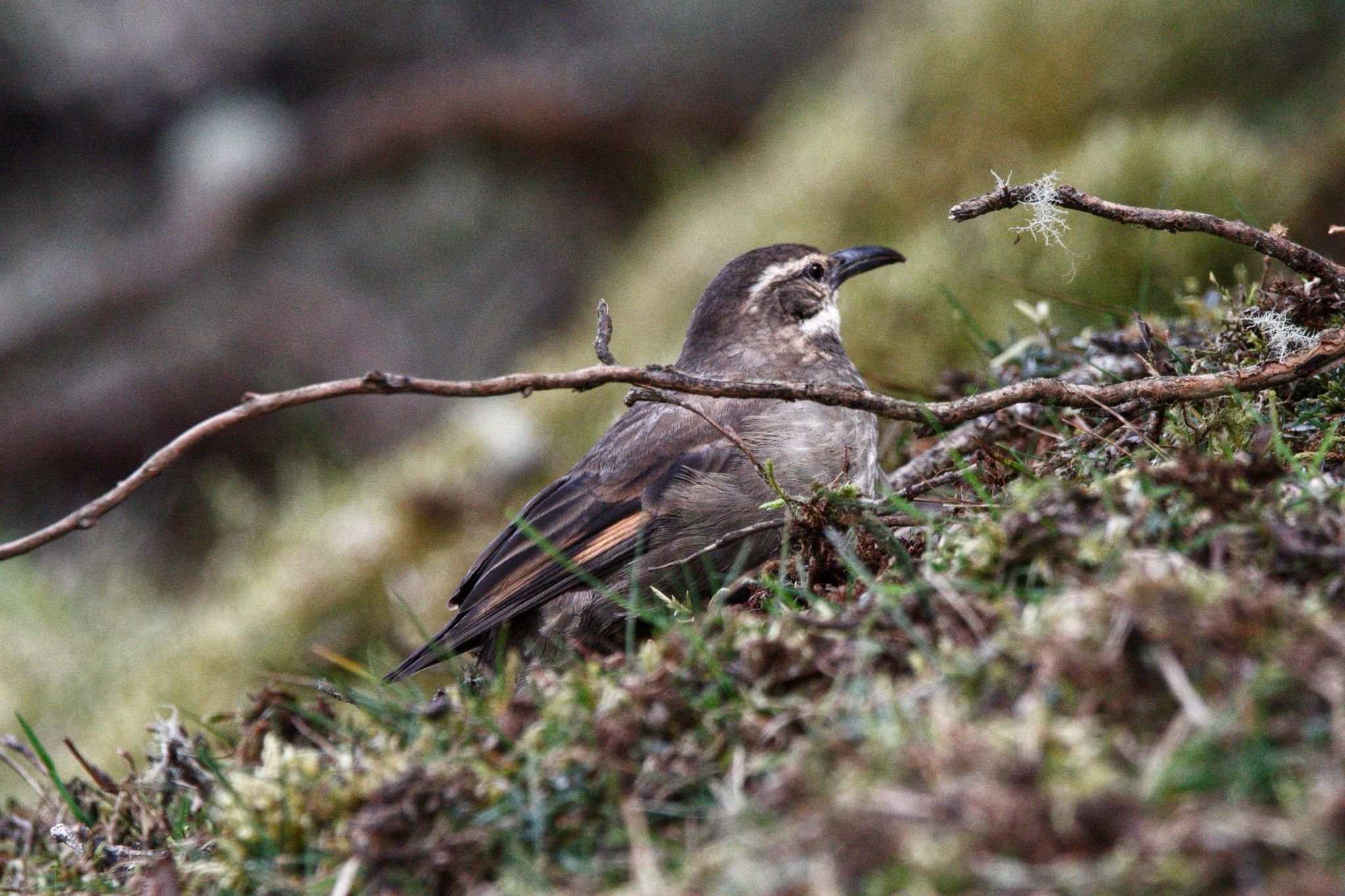 Royal Cinclodes (Cinclodes aricomae), photo 2