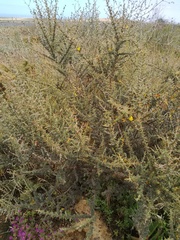 Aspalathus acanthophylla