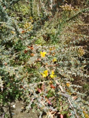 Aspalathus acanthophylla