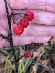Cotoneaster tomentosus
