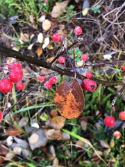 Cotoneaster tomentosus