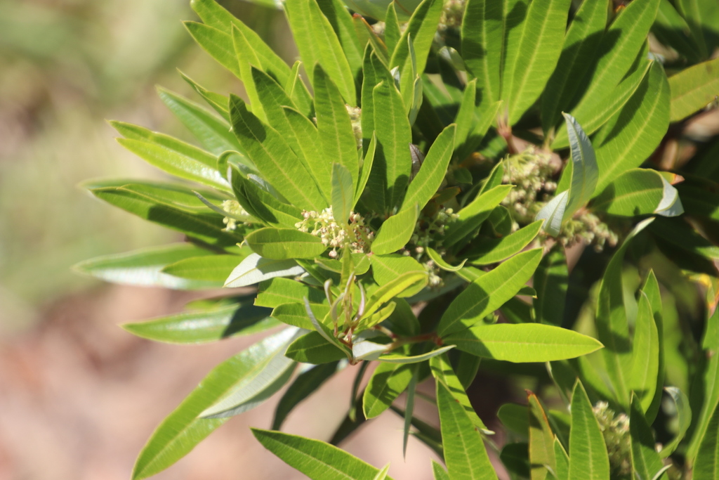 Willow Karee (Plants of the Tygerberg Nature Reserve) · iNaturalist