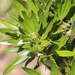 Searsia angustifolia - Photo (c) Tony Rebelo, algunos derechos reservados (CC BY-SA), uploaded by Tony Rebelo