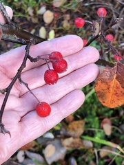 Cotoneaster tomentosus