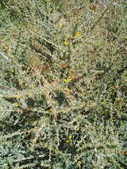 Aspalathus acanthophylla