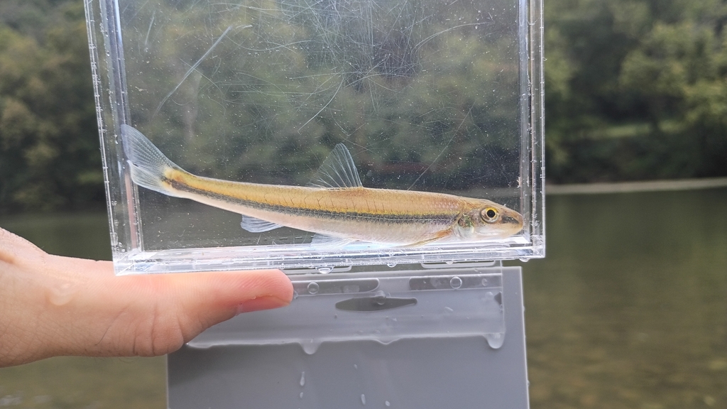 Stargazing Minnow