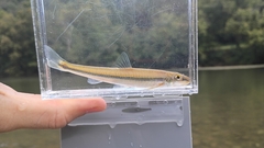 Stargazing Minnow photo 1