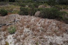 Pentameris airoides airoides