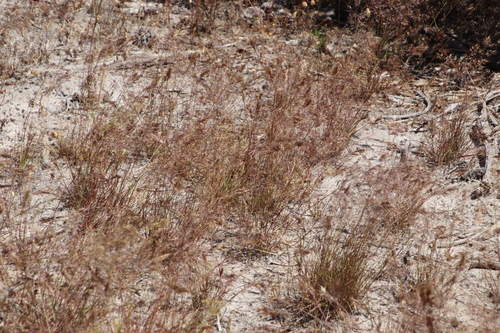 Image of Pentameris airoides by (c) Tony Rebelo, some rights reserved (CC BY-SA)