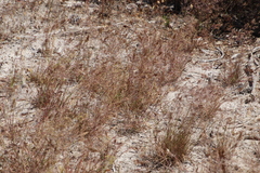 Pentameris airoides airoides