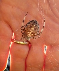 Araneus diadematus