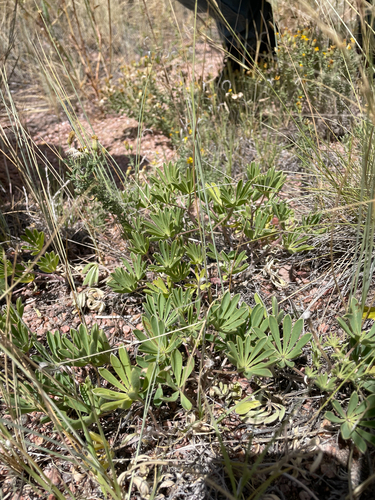 Nebraska Lupine (Lupinus plattensis)