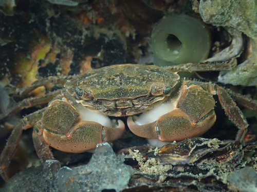 Brush-clawed Shore Crab, Zeeuwse meren, 158_13_400, NL, photo 5 of 10