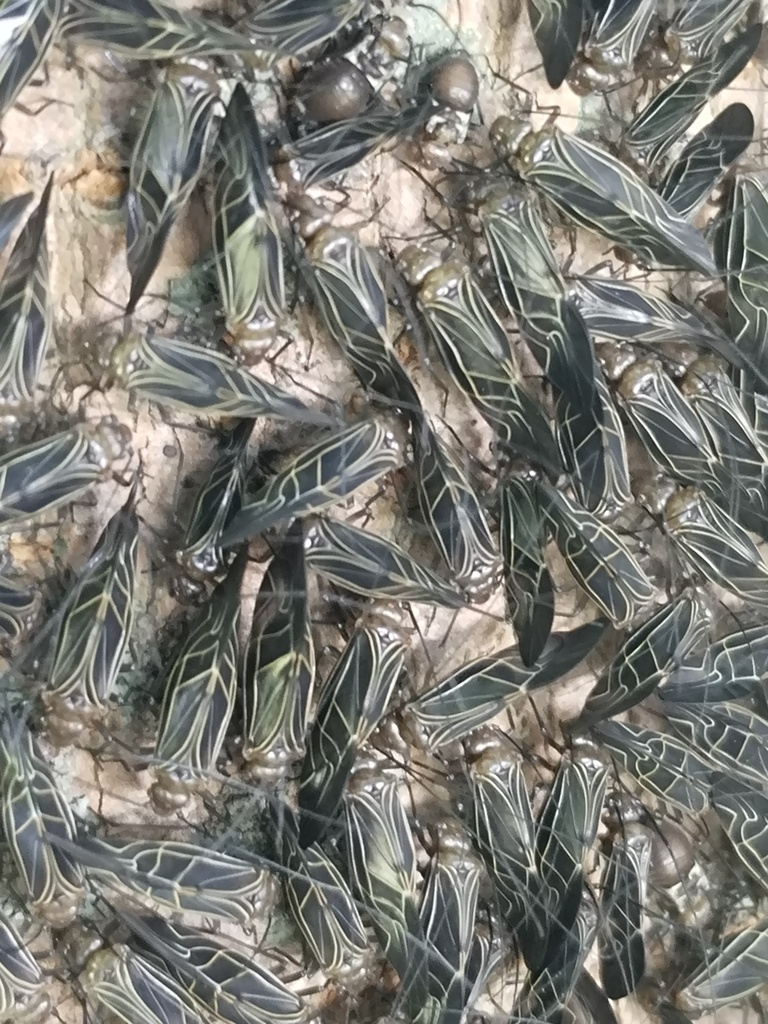 Cerastipsocus aldretei
