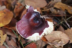 Russula caerulea