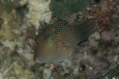 Canthigaster janthinoptera