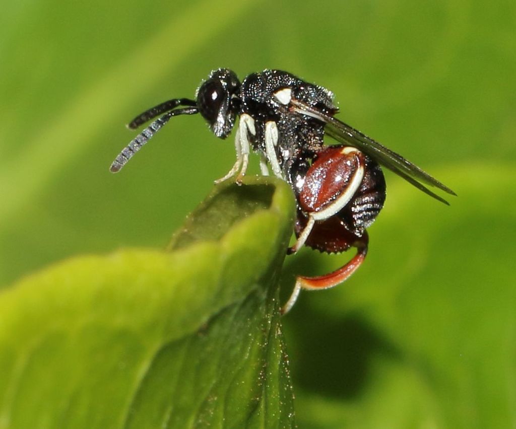 Brachymeriinae