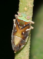 Tettigometridae
