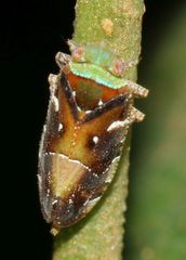 Tettigometridae